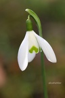 Kleines Schneeglöckchen (Galanthus nivalis)